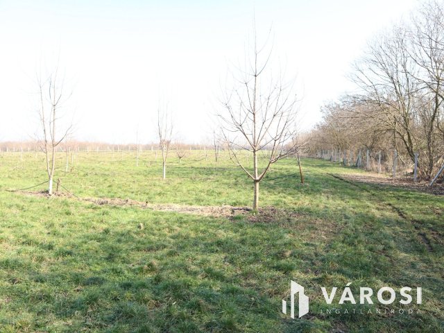 Újszeged zöldövezeti részén, építési telek!