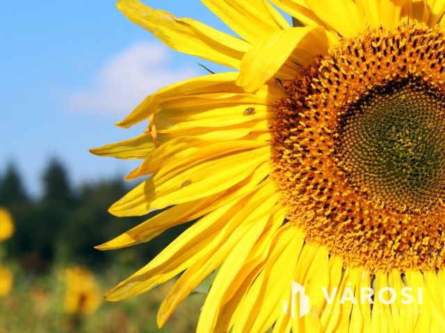 Kiváló minőségű termőföld Kardos határában